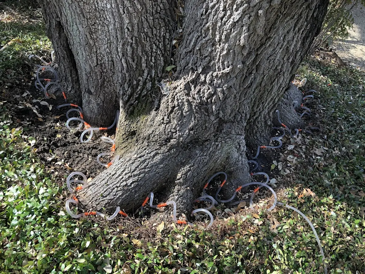 Detailed Tree Cabling and Bracing job site in Genoa