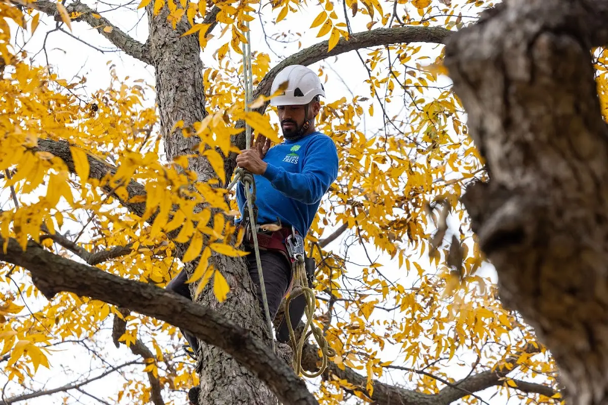 Skilled Tree Planing crew working in Genoa